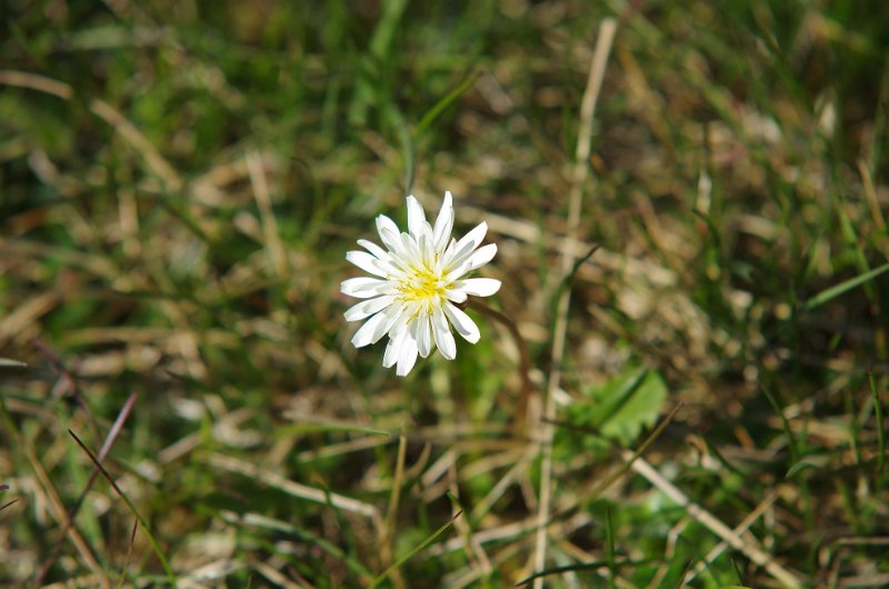 IMGP9318.jpg - Arktischer Löwenzahn