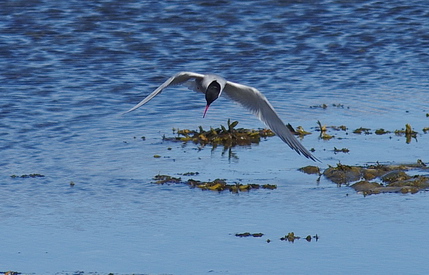 IMGP9774.jpg - Küstenseeschwalbe