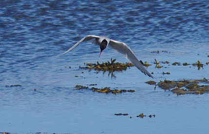 IMGP9774.jpg - Küstenseeschwalbe