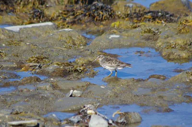 IMGP9842.jpg - Meerstrandläufer