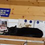 Syra ... die Bürokatze
